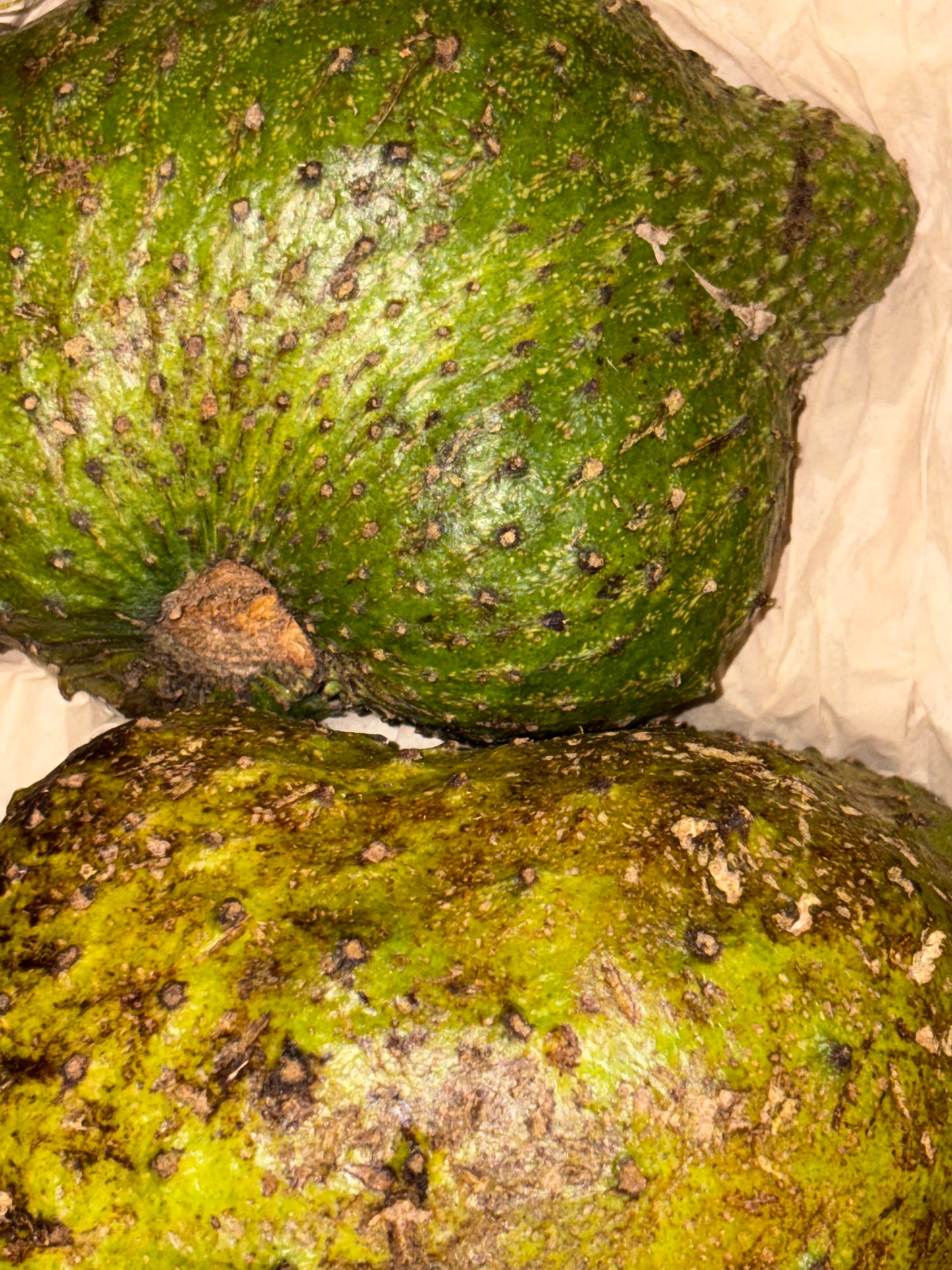 Soursop Herbal Drink (Seasonal-SUMMER-FALL) 12oz